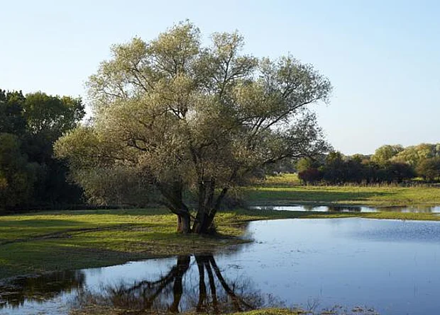 Elbaue bei Schartau 