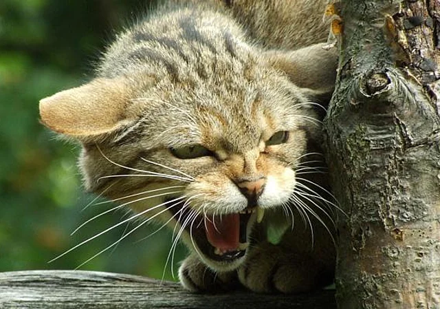 Standort Wildkatzen