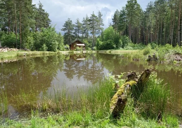Froschteich an der Blockhütte