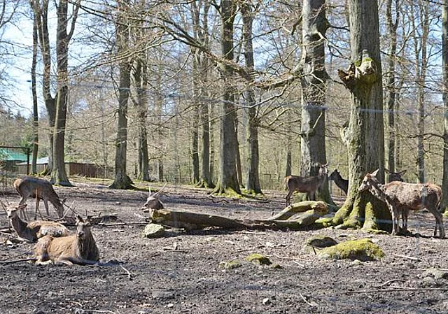 Standort Dammwild nach Westen