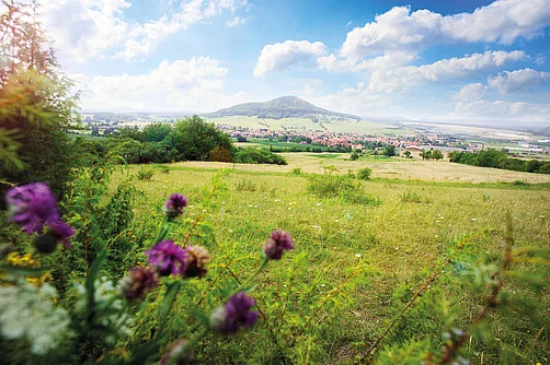 Wiese in der Rhön Wiese in der Rhön