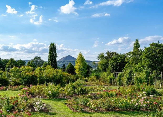 Europa-Rosarium Sangerhausen 