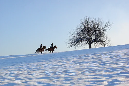 Pferde in der Altmark