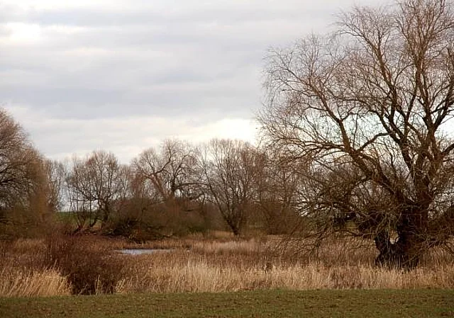 Elbaue bei Parchau, nach Nordwest