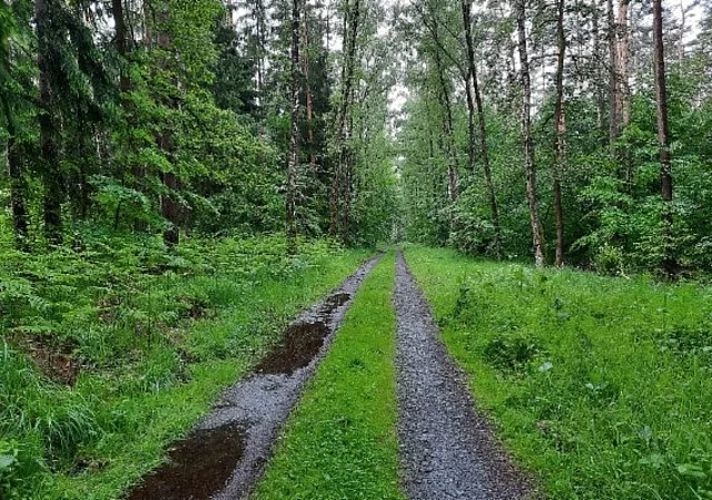 nasser Waldweg Rieseneck