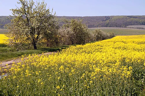 Rapsfeld im Werratal Rapsfeld im Werratal
