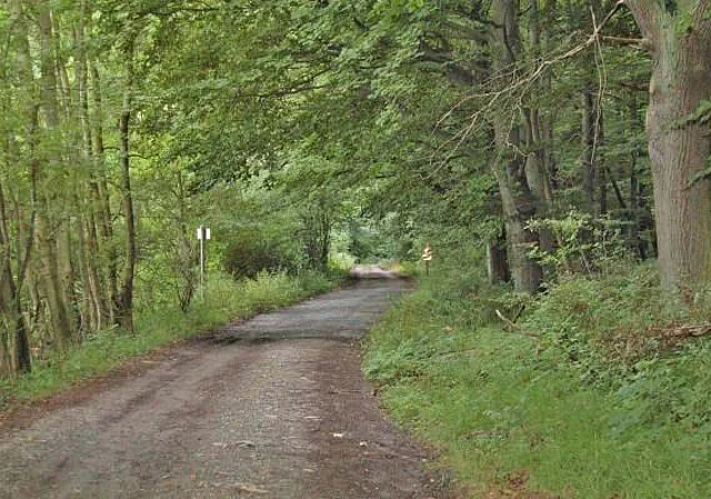 Waldweg