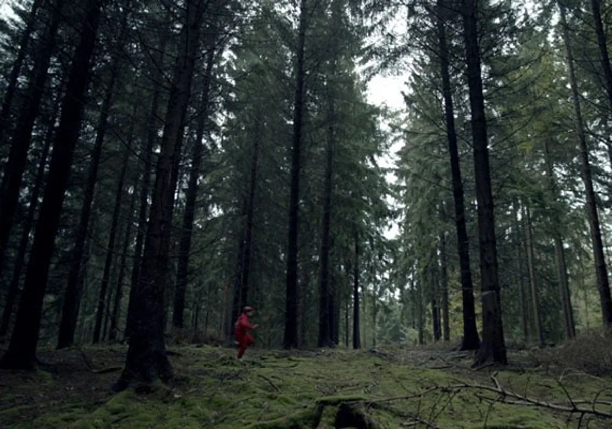 Wald im Umland von Pirna