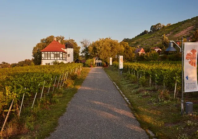 Knohllweg, Richtung Westen zum Weingut