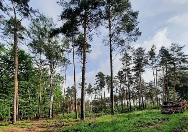befallener Kieferwald