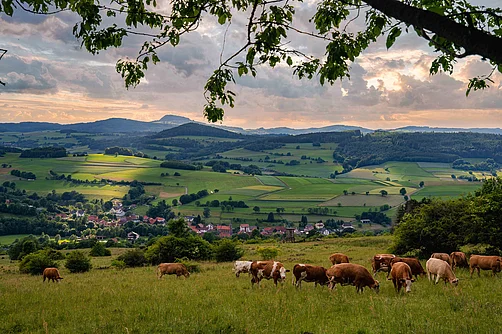 Kühe in der Rhön Kühe in der Rhön