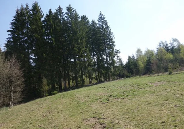 Festwiese
