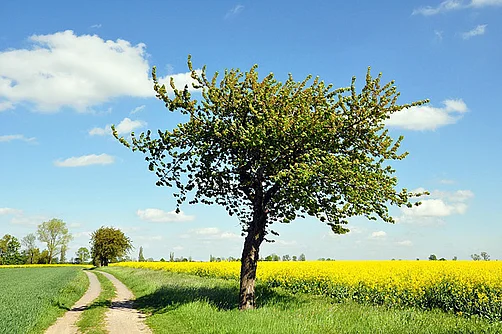 Dahlener Heide bei Schmannewitz
