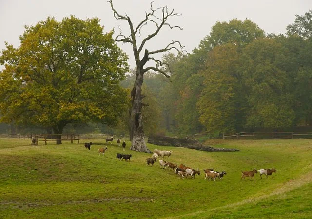 Schloss und Park Luisium, Gestüt