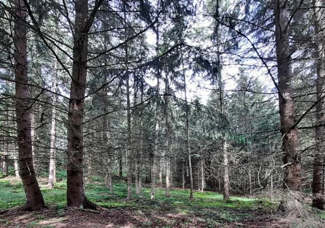 befallener Kieferwald