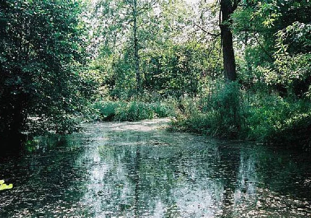 Teich Blick nach Südosten