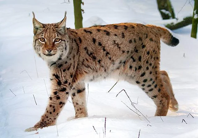 Luchs