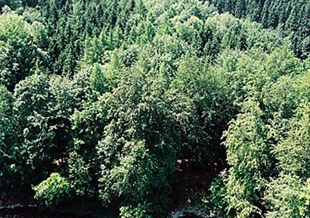 Blick ins Zschopautal