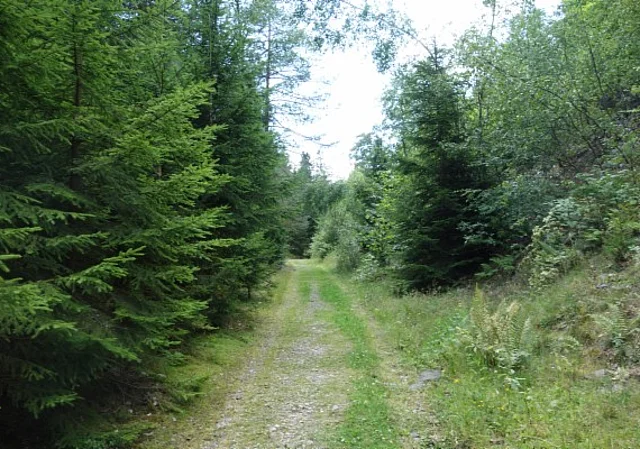 Waldweg zum Schiefersee