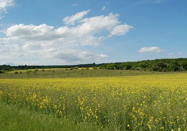 Totale Schlachtberg bei Bad Frankenhausen