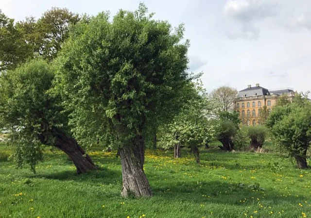 Schloss Dornburg, Parkseite