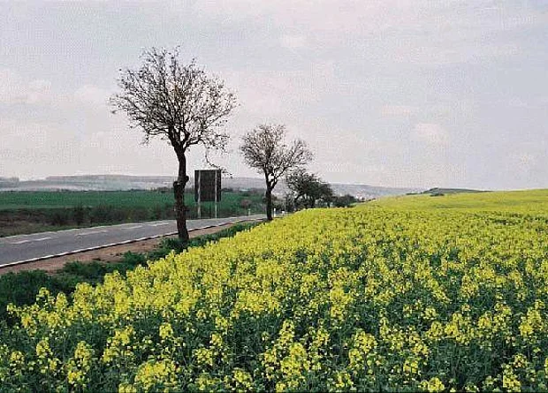 Bei Elxleben Blick nach Westen 