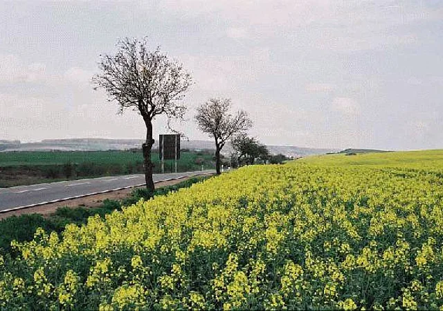 Bei Elxleben Blick nach Westen