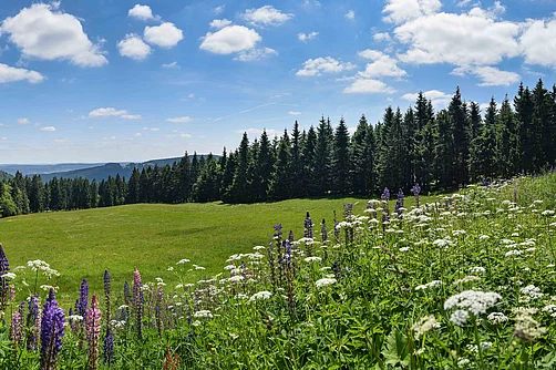 Thüringer Wald mit Bergwiese Thüringer Wald mit Bergwiese