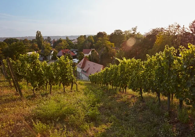 Weingut Hoflößnitz