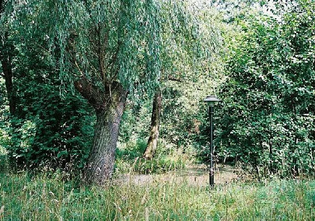 Baum Blick nach Norden