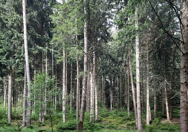 Wald Saale-Holzland-Kreis