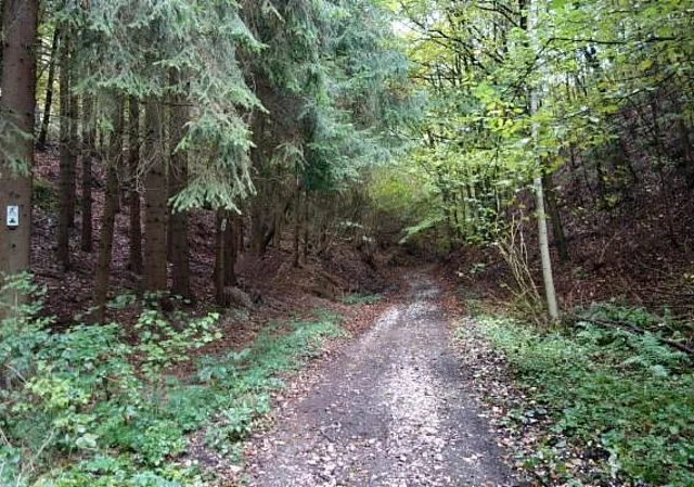 Hohlweg bei Steigerthal