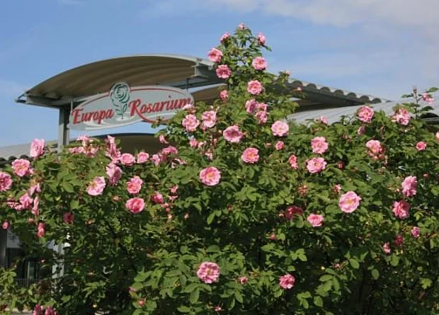 Europa-Rosarium Sangerhausen 