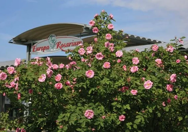 Europa-Rosarium Sangerhausen