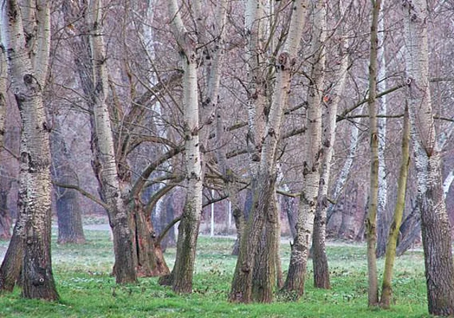 Birken auf der Ziegelwiese