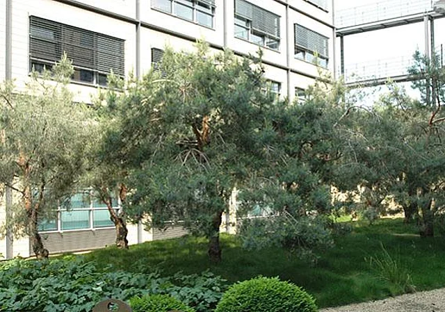 MCA, Innenhof