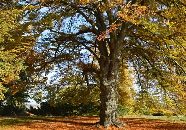Schlosspark und Landschaftsgarten Ballenstedt