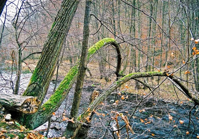 Bodetal