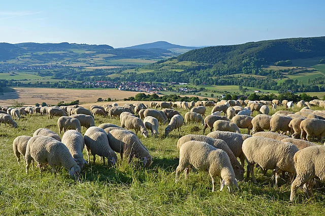 Schafherde in der Rhön