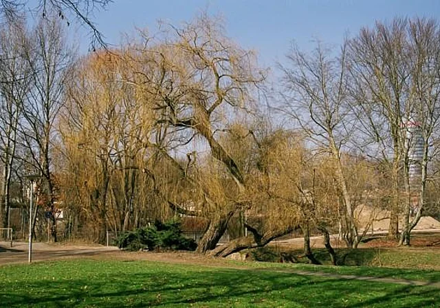 Zugang Knebelstraße