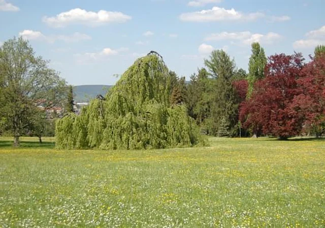 Hängebuche
