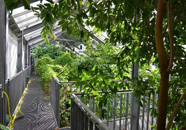 Gewächshaus Tropen