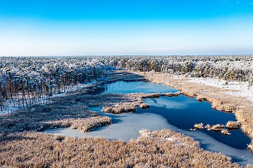 Dübener Heide Dübener Heide