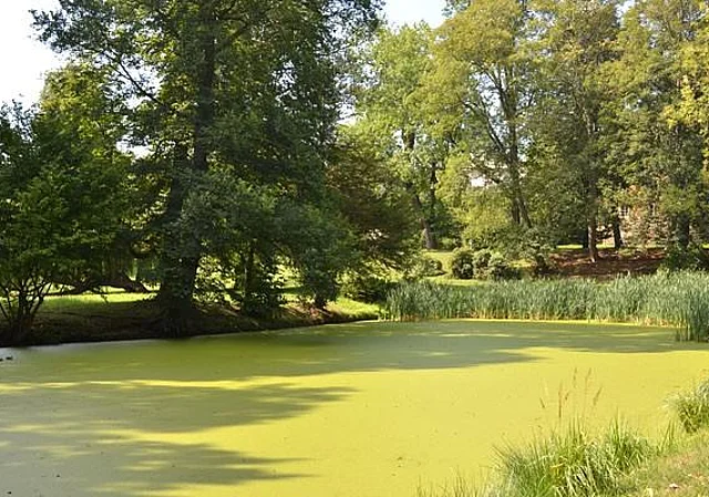 Stadtpark mit Teich