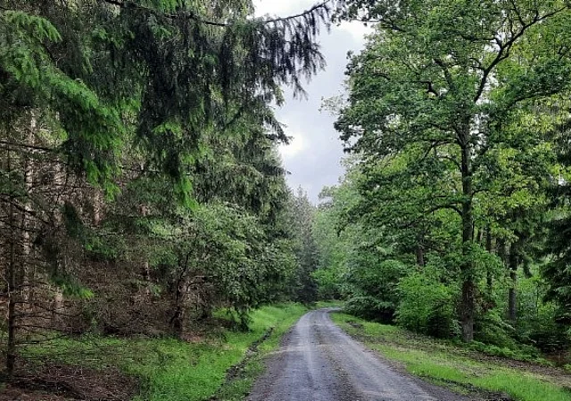 Wald Saale-Holzland-Kreis