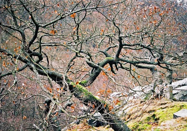 Bodetal