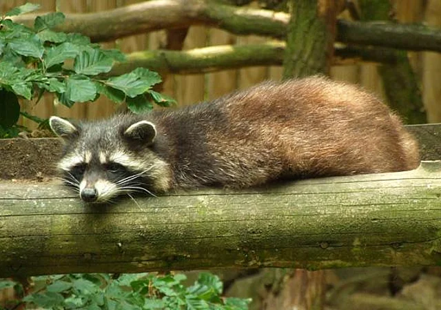 Standort Waschbär
