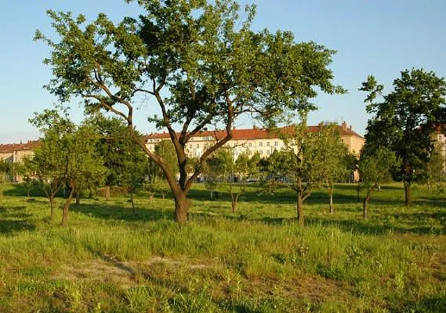 Elbwiesen Johannstadt, Bebauung Käthe-Kollwitz-Ufer