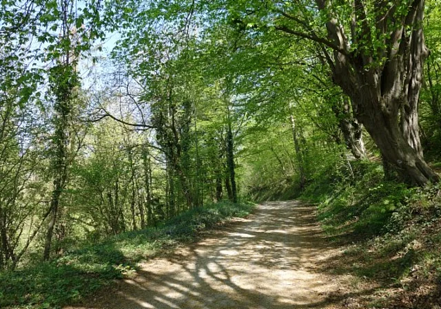Waldweg hinter der Liboriuskapelle