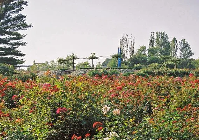 Europa - Rosarium